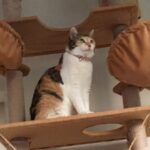 <strong>三毛猫師匠</strong>