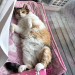 <strong>三毛猫師匠</strong>